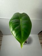 Alocasia frydek (1), Huis en Inrichting, Kamerplanten, Ophalen of Verzenden, Halfschaduw, Minder dan 100 cm