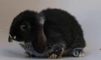 Mini Lop konijn voedster, Dieren en Toebehoren, Konijnen, Vrouwelijk, Dwerg, Hangoor, 0 tot 2 jaar