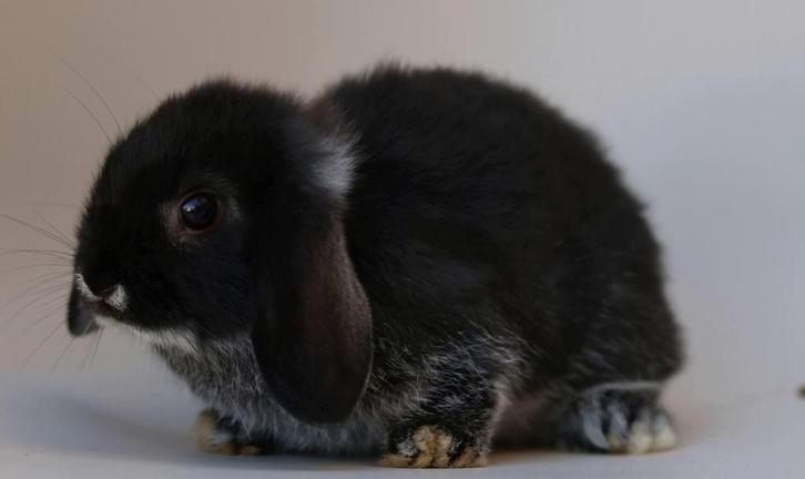 Mini Lop konijn voedster, Dieren en Toebehoren, Konijnen, Dwerg, Vrouwelijk, 0 tot 2 jaar, Hangoor