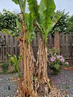 Musa basjoo banaan, Ophalen, Volle zon, Overige soorten, 250 tot 400 cm