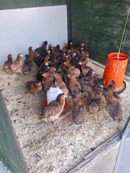 Araucana en groenleggers, Dieren en Toebehoren, Pluimvee, Kip, Vrouwelijk