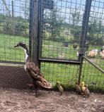 Loopeend met kuikens, Dieren en Toebehoren, Vrouwelijk, Eend