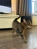 Nog 3 lieve speelse kittens aangeboden, Dieren en Toebehoren, Katten en Kittens | Overige Katten, Meerdere dieren, Kortharig, 0 tot 2 jaar