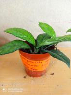 hoya crassipetiilata pm 8 nummer H1118, Ophalen of Verzenden, Overige soorten, Minder dan 100 cm