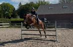 Ontzettende lieve grote vriendelijke reus, allrounder., Dieren en Toebehoren, Paarden, Ruin, 175 cm of meer, 11 jaar of ouder