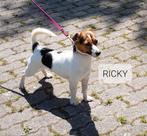 Raszuivere JACK RUSSELL REU, gezond  laagbenig  gladharig, Parvo, Reu, Meerdere, 3 tot 5 jaar