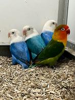 Agapornis Opaline, Dieren en Toebehoren, Geslacht onbekend, Dwergpapegaai of Agapornis, Geringd