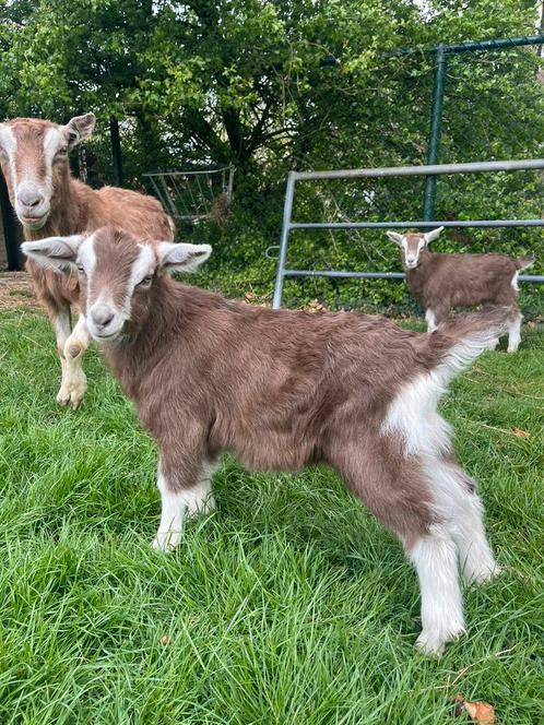 Dekbokje toggenburger, Dieren en Toebehoren, Schapen, Geiten en Varkens, Geit, Mannelijk