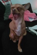 Chihuahua Reu, Dieren en Toebehoren, Ophalen, Nieuw