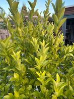 Citrus Calamondin citrusboom in houten plantenbak, Overige soorten, Lente, 100 tot 250 cm, Ophalen
