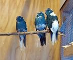 Roodvoorhoofdkakariki, Dieren en Toebehoren, Vogels | Parkieten en Papegaaien, Meerdere dieren, Parkiet, Geringd