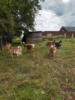 3 bruine dwerggeit bokjes., Meerdere dieren, Geit