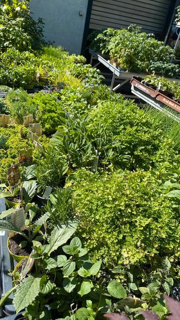 Kruiden o.a maggieplant, verschillende soorten munt €3,50 beschikbaar voor biedingen