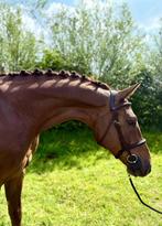 Super brave en betrouwbare ruin, Ruin, 3 tot 6 jaar