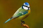 Pimpelmees - cyanistes caeruleus, Vrouwelijk, Wildzangvogel, Geringd