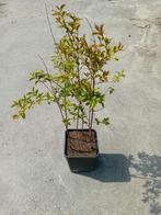 Lagerstroemia Muskogee struik met 6 stammen, Volle zon, Vaste plant, Zomer, Ophalen