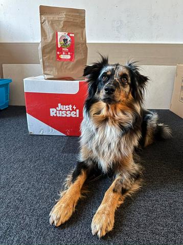 Just Russel hondenbroken - 12kg beschikbaar voor biedingen