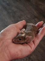 Goed tehuis gezocht voor 2 lieve muizen (vrouwtjes), Dieren en Toebehoren, Maart, Muis, Vrouwelijk, Tam