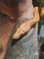 Super mooie (D) retics nk 25  nog enkele dieren beschikbaar., Dieren en Toebehoren, Reptielen en Amfibieën, Slang, 0 tot 2 jaar