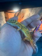 luipaard  gekko, Hagedis, 0 tot 2 jaar