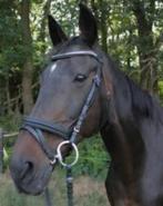 Braaf recreatie paard, Ruin, Recreatiepaard, 11 jaar of ouder