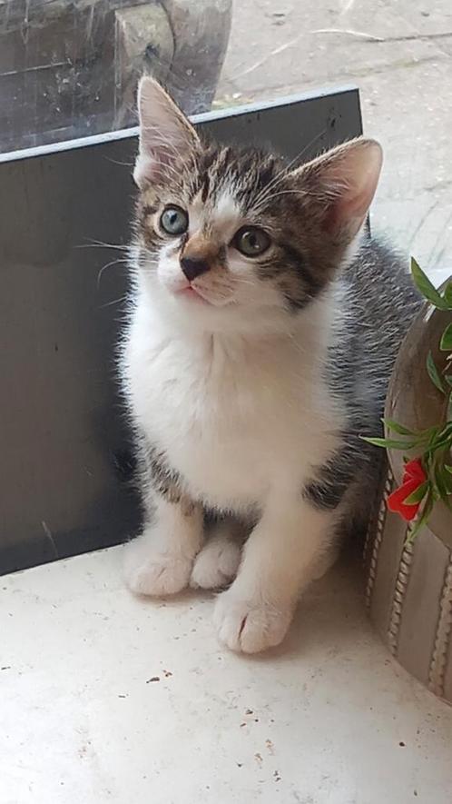 Kittens nog 2 over! Mogen nest verlaten!, Dieren en Toebehoren, Katten en Kittens | Overige Katten, Kortharig, Poes, 0 tot 2 jaar