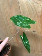 Alocasia zebrina variegata plant albo white wit mint, Ophalen of Verzenden, Halfschaduw, Minder dan 100 cm