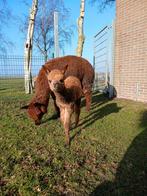 Alpaca met jong, Dieren en Toebehoren, Overige Dieren, Oktober, Meerdere dieren