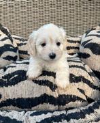 Malitpoo pups, maltezer x toy poedel, Poedel, Nederland, CDV (hondenziekte), 8 tot 15 weken