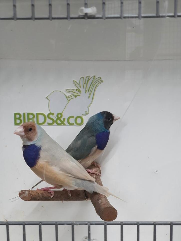 Mooie Blauwe en Zilver Gouldamadine beschikbaar., Dieren en Toebehoren, Vogels | Overige Vogels, Tropenvogel, Meerdere dieren