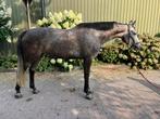 Uit eigen fokkerij: 8 jarige elite sport merrie., Merrie, ZZ, Springpaard, 7 tot 10 jaar