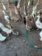 Pluimvee, Meerdere dieren, Eend