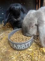 Nederlandse hangoor konijnen, Vrouwelijk, Middelgroot, Hangoor, 0 tot 2 jaar