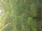 Waterplant zoet, Ophalen, Nieuw, Plant(en), Steen of Hout