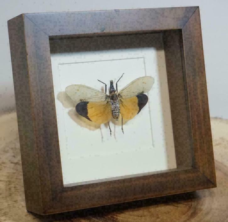 Lantaarndrager in luxe passe-partout lijst - pyrops astarte, Verzamelen, Dierenverzamelingen, Nieuw, Opgezet dier, Insect, Ophalen of Verzenden