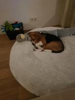 Hondenbed, Ophalen, Zo goed als nieuw