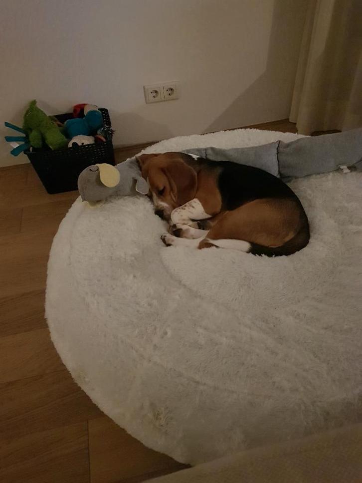 Hondenbed, Dieren en Toebehoren, Honden-accessoires, Zo goed als nieuw, Ophalen