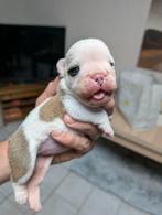 Old English Bulldog Puppies, Particulier, Rabiës (hondsdolheid), 8 tot 15 weken, Buitenland