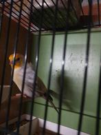 Mooie agaath bastaard putter man, Dieren en Toebehoren, Mannelijk, Wildzangvogel, Geringd