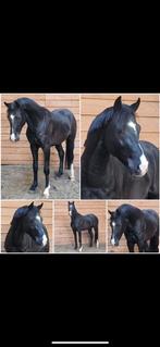 4 jarige Dressuur hengst, Dieren en Toebehoren, Paarden, Dressuurpaard, Hengst, 3 tot 6 jaar, Onbeleerd