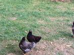 Jonge ras Barnevelder kip plus haan, Dieren en Toebehoren, Pluimvee, Meerdere dieren, Kip