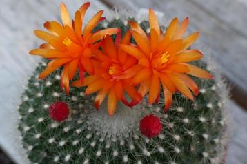 cactus  notocactus frailea 5 soorten succulent beschikbaar voor biedingen