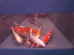 Import HQ Handpick koi - 40 /50 cm - Koidream Valburg