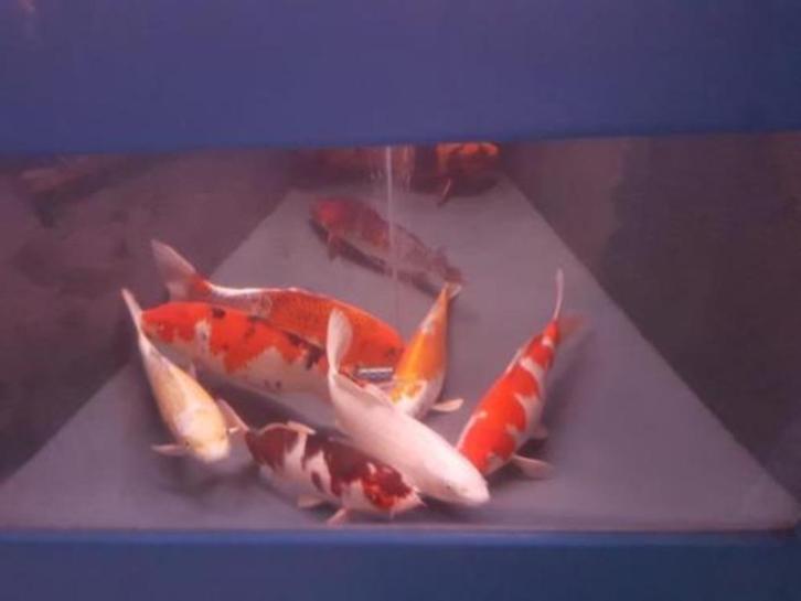 Import HQ Handpick koi - 40 /50 cm - Koidream Valburg, Dieren en Toebehoren, Vissen | Vijvervissen, Karper of Koi