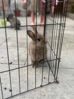 4 schattige konijntjes te koop, Dieren en Toebehoren, Konijnen, Meerdere dieren, Middelgroot, 0 tot 2 jaar