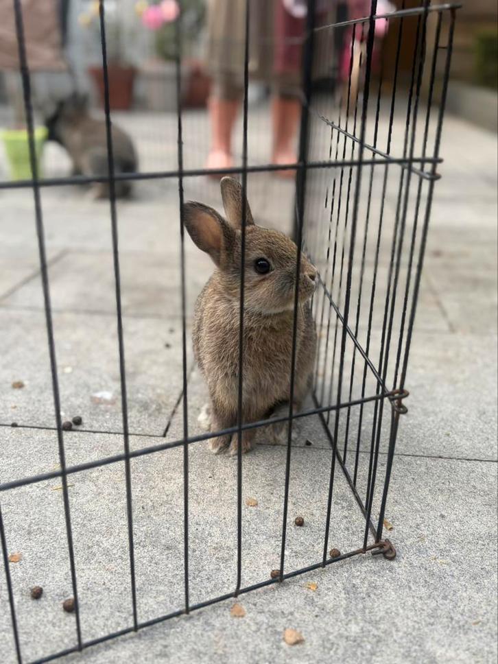4 schattige konijntjes te koop, Dieren en Toebehoren, Konijnen, Middelgroot, Meerdere dieren, 0 tot 2 jaar