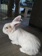 Wit konijn, Dieren en Toebehoren, Geslacht onbekend, Middelgroot