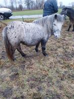 Appalooze merrie nmprs