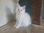Prachtig Maine Coon Poesje, Dieren en Toebehoren, Poes, Gechipt, 0 tot 2 jaar