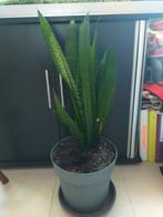 Sanseveria's, Ophalen, Overige soorten, Volle zon